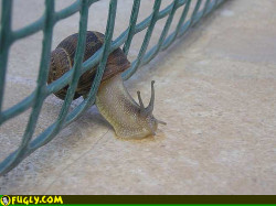 Eep! (O_O) Snail fail