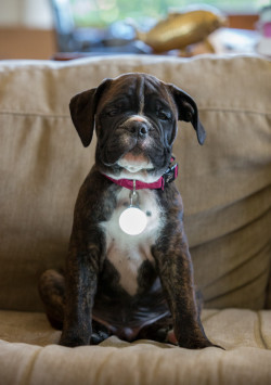 carbonking:  laughhard:  My wife bought a LED light for our puppy’s