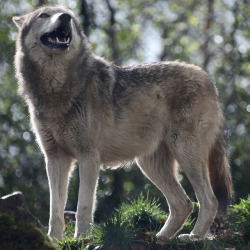 w-o-l-f–g-i-r-l:  Grey wolf by  Gary Wilson แกรี่