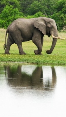 jaws-and-claws:  Elephant : Africa 3 by ~shrimpeth