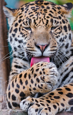 supreme-essence:  Grooming Napo by Tambako the Jaguar on Flickr.