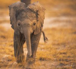 the-absolute-best-photography:  llbwwb:Baby elephant at the sunset….photo