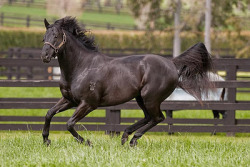 racinglegends:  Lonhro, now in the Australian Hall of Fame. -