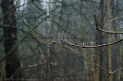 branna-laurelin:  Glittering Webs ~ I  On a misty January morning