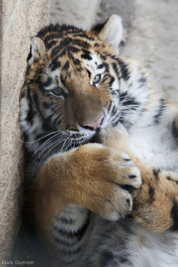 magicalnaturetour:  Columbus Zoo Tiger Cub nom on foot by Mark