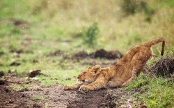 Spring shower (lion cub)