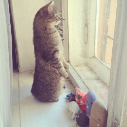 unimpressedcats:  meerkat 2: waiting for her prince charmig