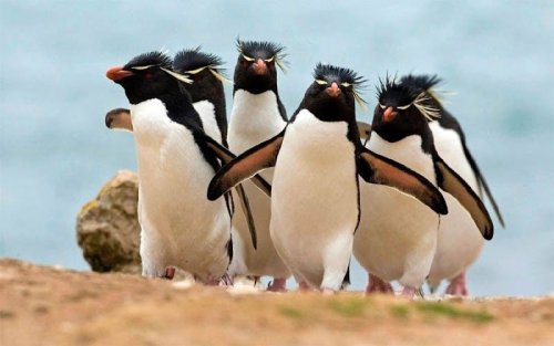 Gang of ruffians (Southern Rockhopper Penguins)
