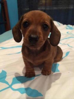 cuteanimalspics:  Cutest wiener of the year award goes to…
