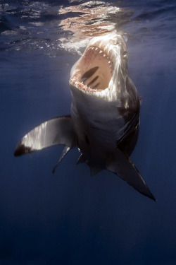 brazenbvll:  Great White Shark Jaws → (©)  