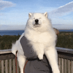 dawwwwfactory:  Majestic cloud Click here for more adorable animal