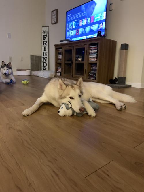 huskyoverload:  Guarding his toy husky (that he immediately destroyed