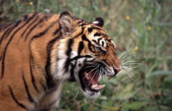 wild-diary:  Tiger Snarl | Gavin Bell