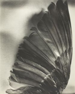 fragrantblossoms:  Berenice Abbott.  The Wing, 1946.