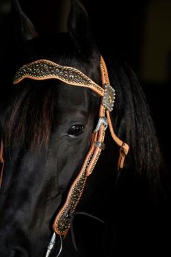 There’s always something about black horses and tan tack!