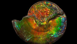 amnhnyc:  Extinct mollusks known as ammonites inhabited the planet