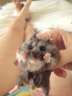 kitty-in-training:  Russian Dwarf Hamster - My cutie pie Arya