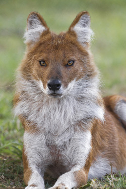 ayustar:  sdzoo:  Dholes are social wild dogs classified as endangered