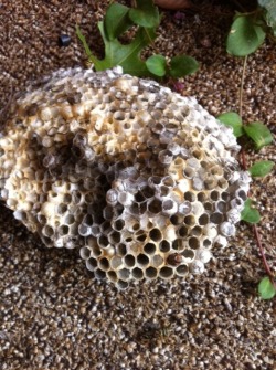 Just took out a huge wasp nest on my back porch. It was an infestation