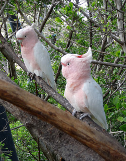 funnywildlife:  Major Mitchell’s cockatoo/ Pink Cockatoo by