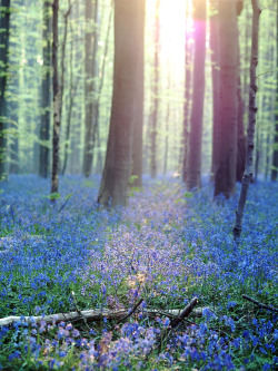 te5seract:  Hallerbos by Geoffrey Van Beylen   