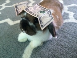 ittybittybunnies:  thingsonwalnut:  five dollar bill  This is