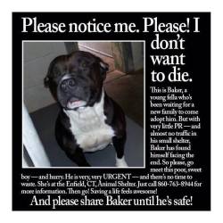 princessfuckingprivilege:  predictablecitylife:  BAKER Pit Bull