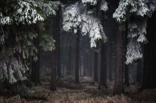 virtuallyinsane:  “Winter in the woods” by Heiko Gerlicher