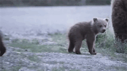 sizvideos:  Bear cub wants photographer to come over and play