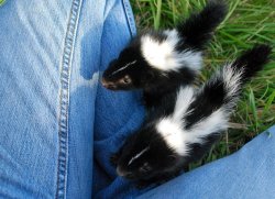 furything:  skunkies 