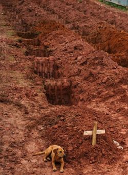 A dog named Leao sits for a second consecutive day at the grave