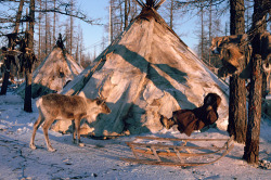 nubbsgalore:  for over a thousand years, the indigenous nenets