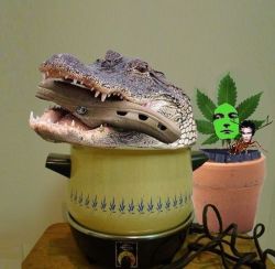   Croc in a croc in a crock pot next to a potted Robert Plant