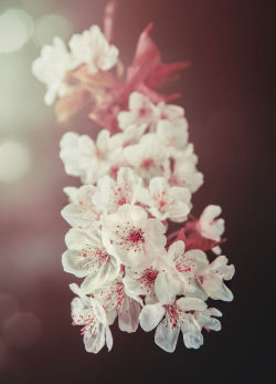 euph0r14:  nature | Cherry blossom | by yspaene | http://ift.tt/1r4Y4Zi