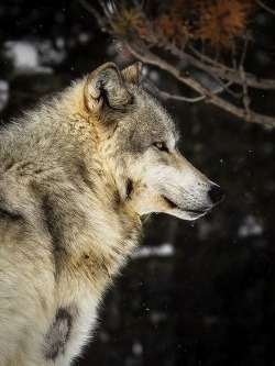 Stop Killing Wolves!