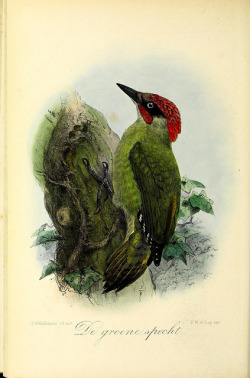 jomobimo:  European Green Woodpecker (Picus viridis), Our Birds