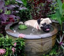 religiousmother:  pug pond 