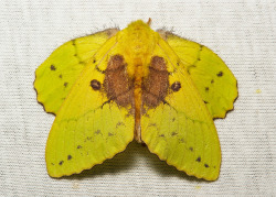sinobug:  Female Lappet Moth (Trabala sp., Lasiocampidae)   by