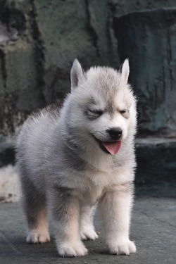 captvinvanity:   frostbitesiberian | Puppy  