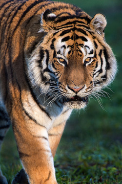 jaws-and-claws:  Yorkshire Wildlife Park 26/12/13 by Dave Hunt