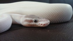 herps-and-derps:  Mojo jojo, my little snowball, a super mojave
