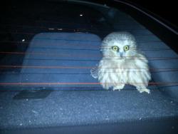 awwww-cute:  An owl flew into my brothers car while driving 