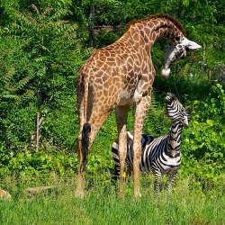 rhamphotheca:  Giraffe and Zebra are best of friends, Pittsburgh