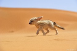 orchestraldesign:  Fennec fox in the desert.  Squeeee~! <333
