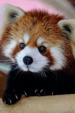 wildlifepower:   R-R-R-RED PANDAS TIME!!! The red panda (Ailurus