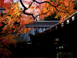 sengokudaimyo:  sunshade (Sinnyodou temple, Kyoto) (von Marser)