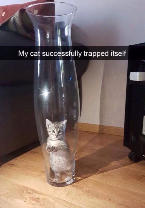 only-cat-memes:  Your daily dose of cat memes