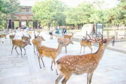 chasingbokeh:  Sika Deer of Nara, Japan 