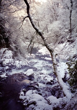 tulipnight:  Swallow Falls by Howard Somerville 