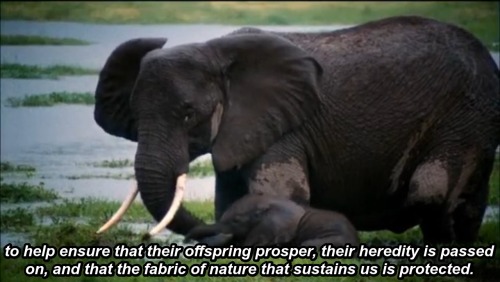 universalequalityisinevitable:  Neil deGrasse Tyson, from “The Immortals” episode of Cosmos: A Spacetime Odyssey. 